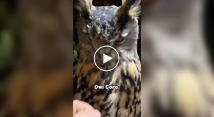 Очаровательные совы