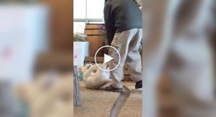Забавная игра со львенком попала на видео
