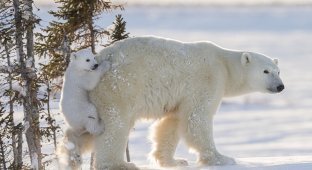 Чтобы сделать эти фотографии с полярными медведями, потребовалось 117 часов ожиданий в 50-градусный мороз (15 фото)