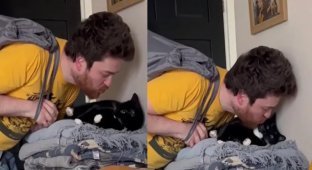 Кошка пытается избежать поцелуя (2 фото + 1 видео)