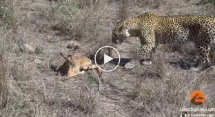 Леопард подружился с детенышем антилопы