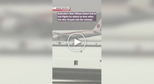 Deer walked onto the runway of a Japanese airport
