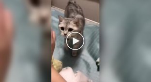 Вічно голодні коти