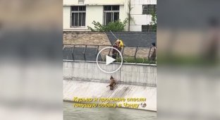 Курьер спас тонущую собаку
