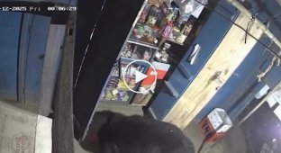 Медведь ночью устроил ревизию в магазине
