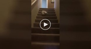 Кот придумал оригинальный способ спуска по лестнице