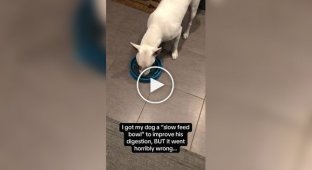 Пес продемонстрировал свой упрямый характер