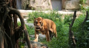 A zoo in Denmark asks visitors to give their pets to feed predators (3 photos)