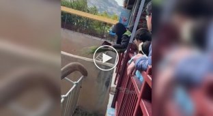 Слон із китайського зоопарку повернув кепку туристові і станцював від радості