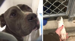 Pit bulls cry too. A pit bull abandoned by its owners began to cry in a shelter cage (11 photos)