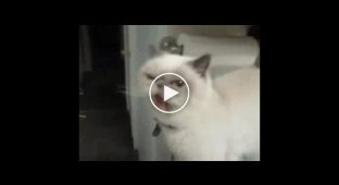 Кот без звука мявкает