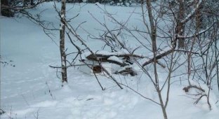 Не бросил погибать на морозе (15 фото)