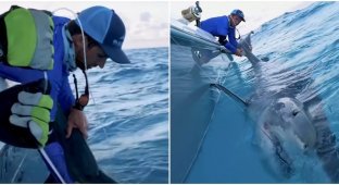 Чоловік упіймав на гачок величезну акулу під час риболовлі (4 фото + 1 відео)
