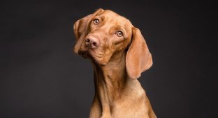 10 поразительных фактов о собачьем мышлении (2 фото)