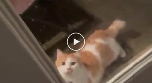 Сложные отношения кошки с дверью