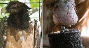 В австрийском заповеднике появилась первая в мире "бионическая птица" (6 фото)