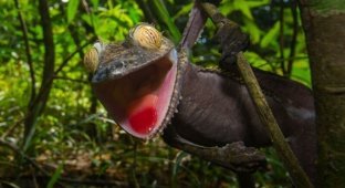 Веселый геккон (10 фото)