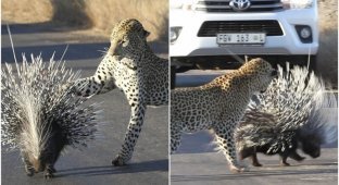 Дикобраз оказался не по зубам леопарду (7 фото + 1 видео)