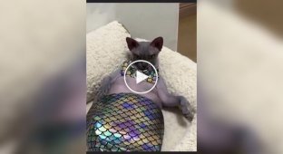 Little Bites: Little Mermaid Cat Cosplay