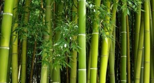 Почему бамбук растет так быстро? (2 фото)