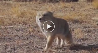 Вы когда-нибудь видели, как забавно ходит тибетская лиса