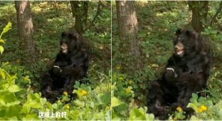 Медведь на полставки: Зоопарк в Китае ищет человека на роль лесного хищника (3 фото + 1 видео)
