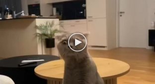 Реакция кота на запах от носка хозяина