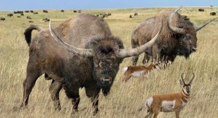Broad-faced bison: American nature trembled at their appearance (6 photos)