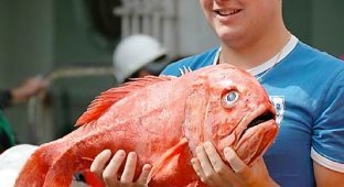 Atlantic roughy: these fish live 200 years! (9 photos)