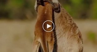 Милота дня: приятные обнимашки кенгуру