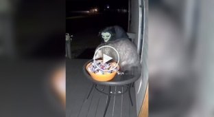 Воришка сладостей