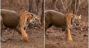 В индийском парке засняли "тигра-невидимку" (6 фото)