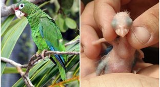 Вымирающие попугаи на Пуэрто-Рико заговорили на неизвестном диалекте (6 фото)