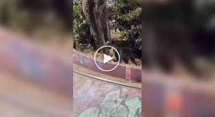 Собака спровоцировала несколько падений в скейт-парке