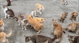 На острове Эхимэ на юге Японии кошек живет больше, чем людей (9 фото + видео)