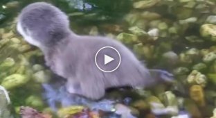 Baby otter learns to swim for the first time