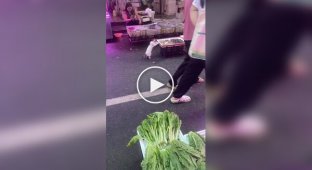 Котик здобув собі креветку