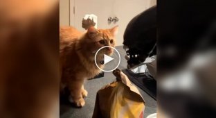 A cat’s reaction to a bucket of popcorn in the form of a xenomorph head