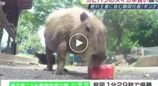 A championship in eating watermelons among capybaras was held in Japan