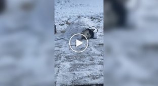 Пес дозволив господареві себе закопати