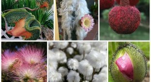 Hairy plants (34 photos)