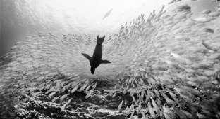 Красота морских глубин (55 фотографий)