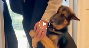 Пес не хоче відпускати господаря на роботу