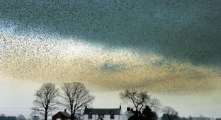 Воздушные танцы тысяч скворцов в небе над Шотландией (9 фотографий)