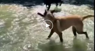 Хазяїне, я приніс... А, ні! Собача комедія на річці