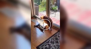 «Успокойся»: кот применил запрещенный прием