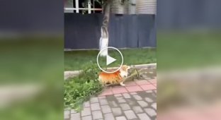 Пес залишився без видобутку