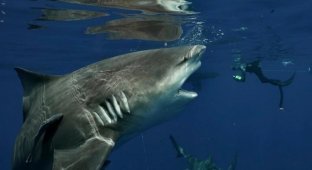 Впечатляющие кадры встречи громадной серой бычьей акулы с фридайвером (8 фото)