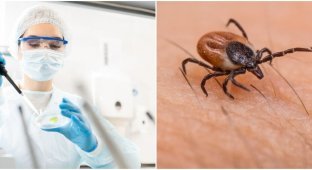 Scientists have found the key to fighting Lyme disease in human sweat (5 photos)