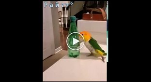 Parrot clearing its living space on the table